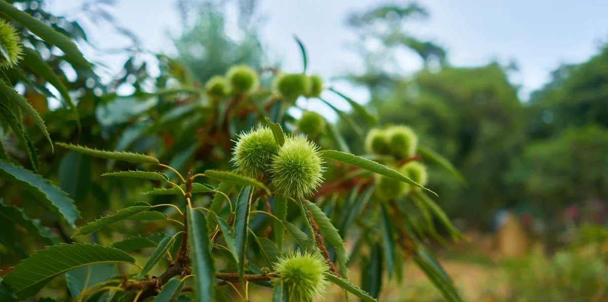 Fruit Dank séché du caïcédrat (Khaya senegalensis) — remède africain contre la gastrite et les infections, dit le quinquina d'Afrique