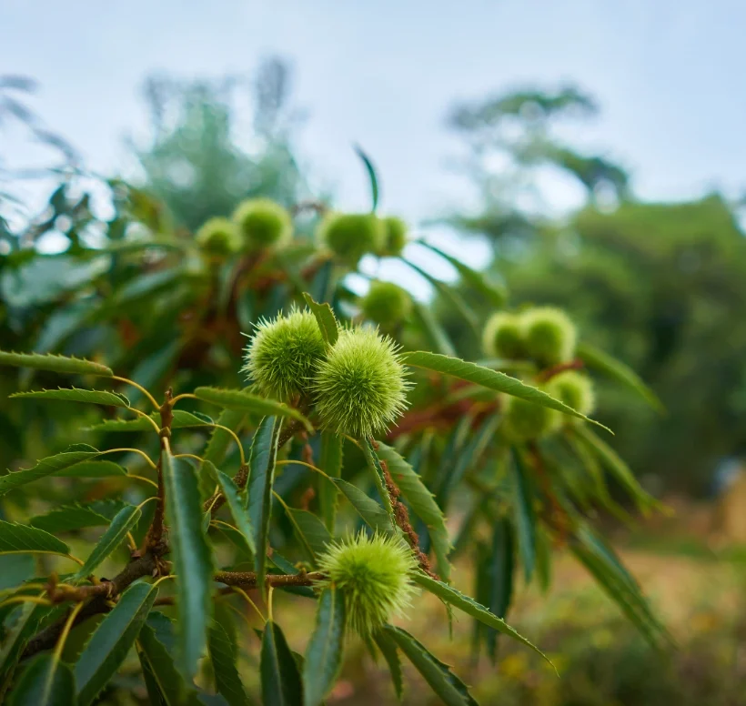 Fruit Dank séché du caïcédrat (Khaya senegalensis) — remède africain contre la gastrite et les infections, dit le quinquina d'Afrique