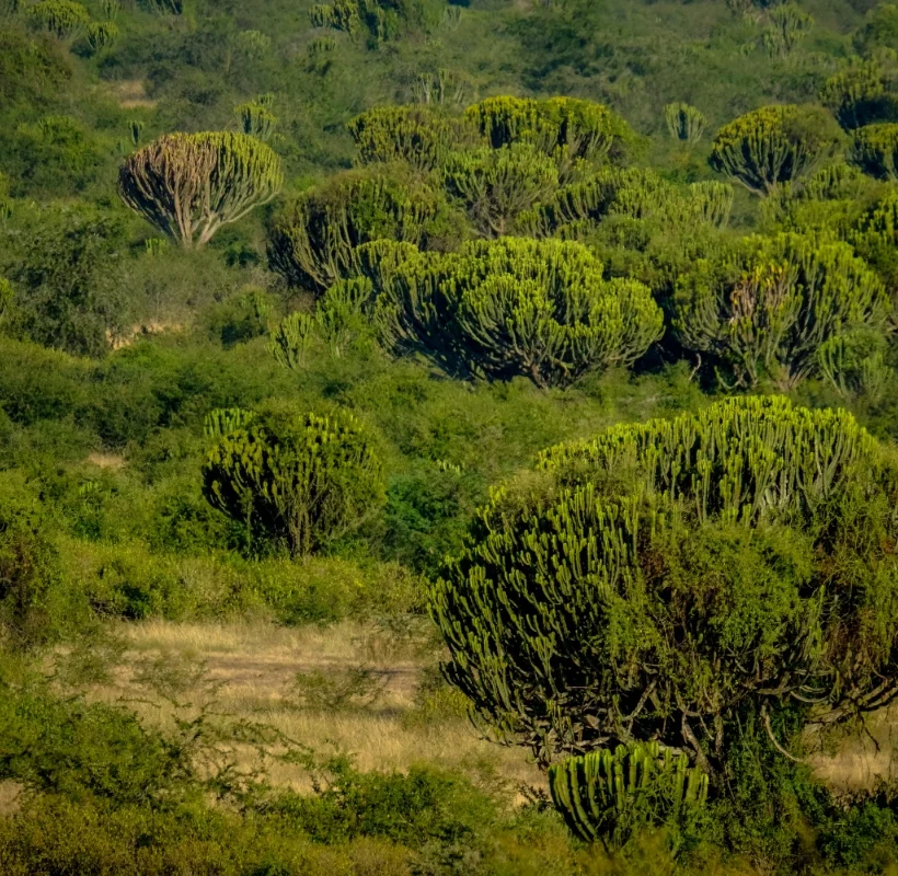 Les 4 plantes médicinales africaines Djeka, Aldanke, 4 Côtés et Digidier — pharmacopée ouest-africaine pour la santé féminine et la peau