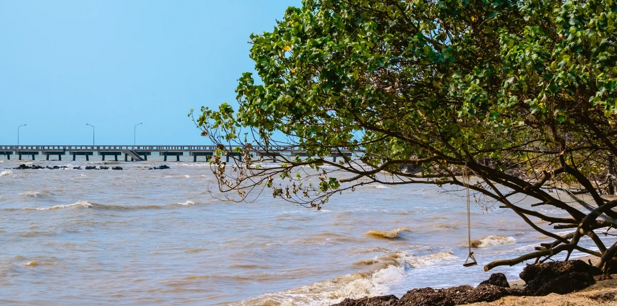 Feuilles de Guérit-tout (Pluchea carolinensis) — plante médicinale anti-infectieuse et expectorante d'Afrique et des Antilles