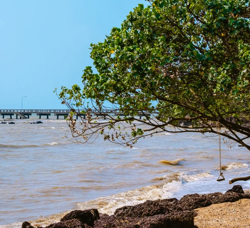 Feuilles de Guérit-tout (Pluchea carolinensis) — plante médicinale anti-infectieuse et expectorante d'Afrique et des Antilles
