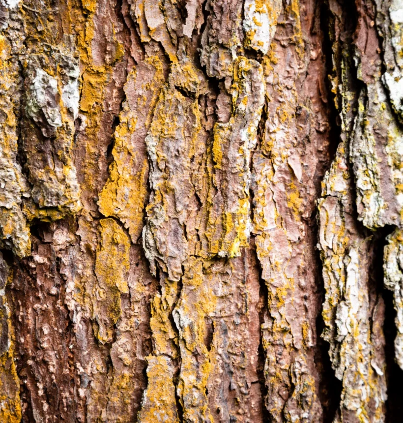 Écorce séchée de khassou khay (Khaya senegalensis / caïcédrat) — remède antipalustre et anti-inflammatoire de la pharmacopée sénégalaise