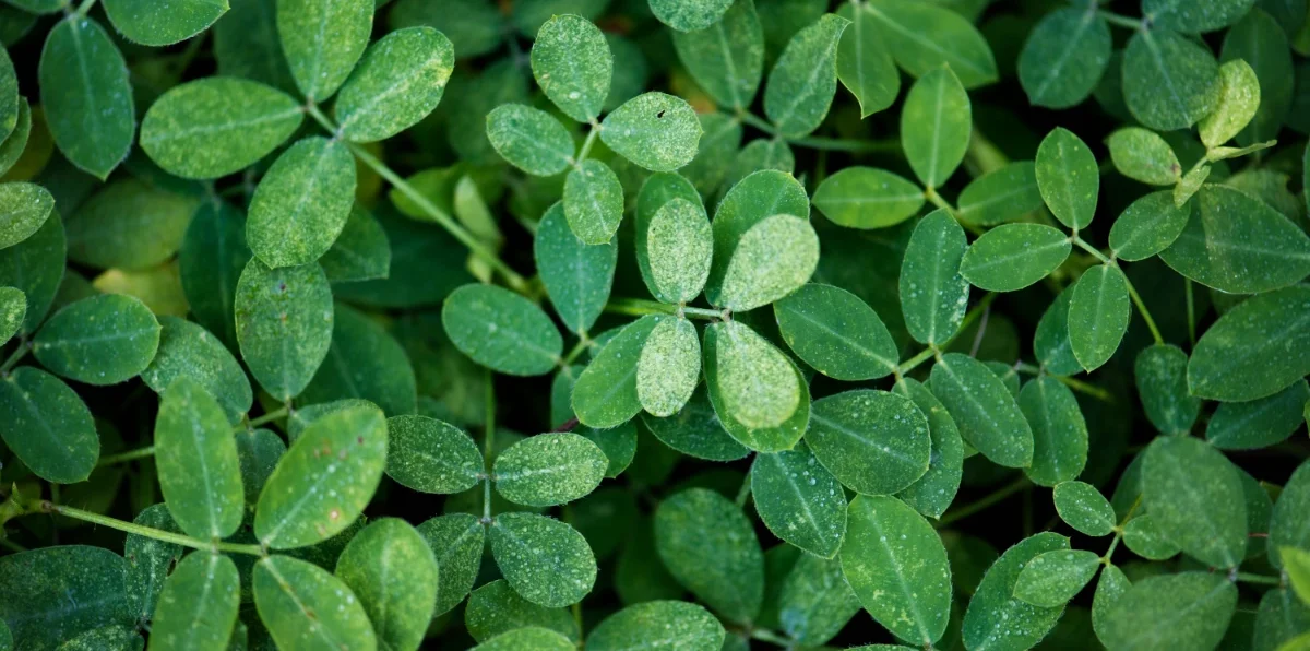 Feuilles fraîches de moringa (Moringa oleifera) — superaliment africain riche en vitamines et minéraux