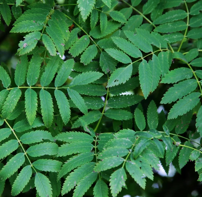 Feuilles et branches de neem (Azadirachta indica) — plante médicinale africaine aux multiples vertus antiparasitaires et antibactériennes
