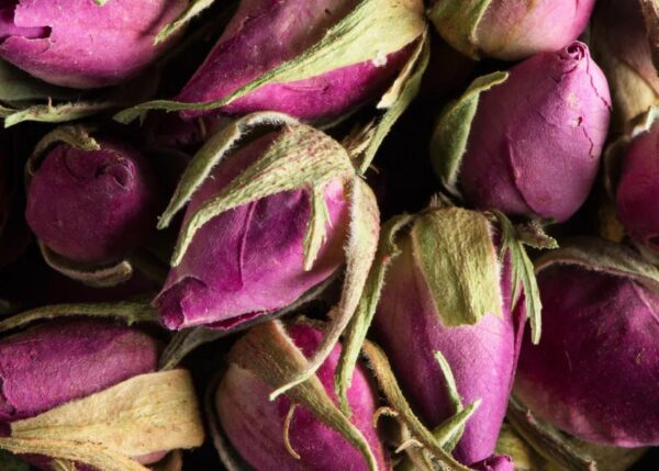 Boutons de rose