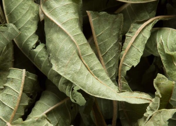 Verveine