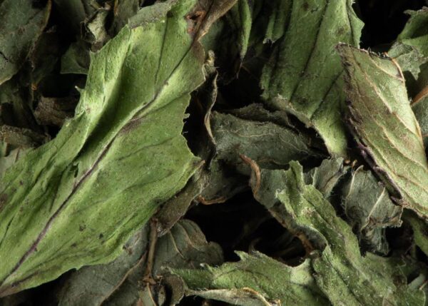 menthe séché