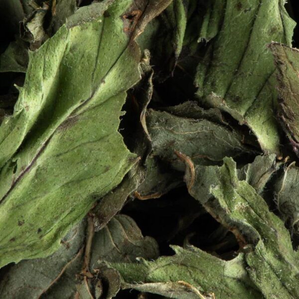 menthe séché